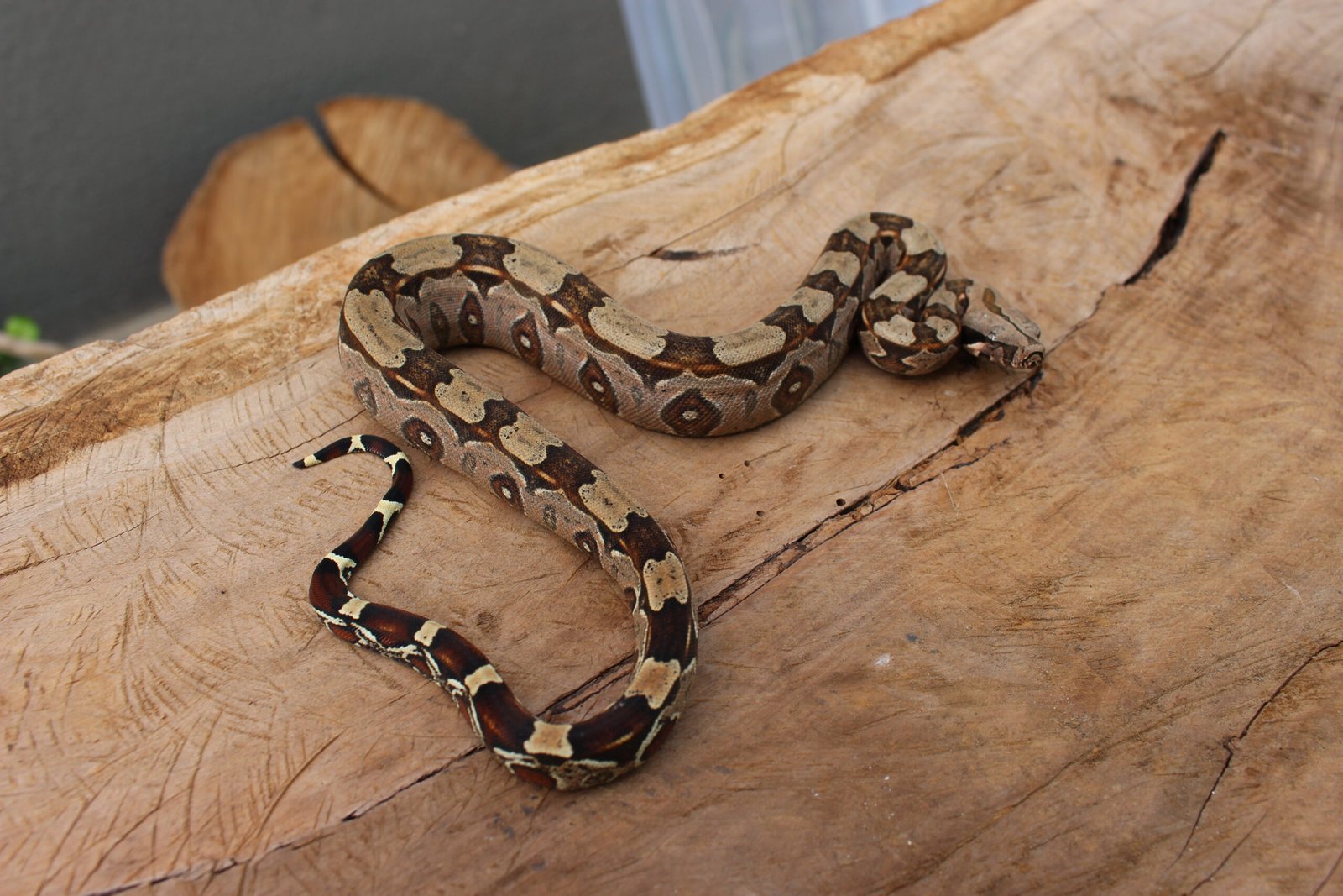 Jibóia (Boa constrictor constrictor) - Fêmea - Id 900255120064451