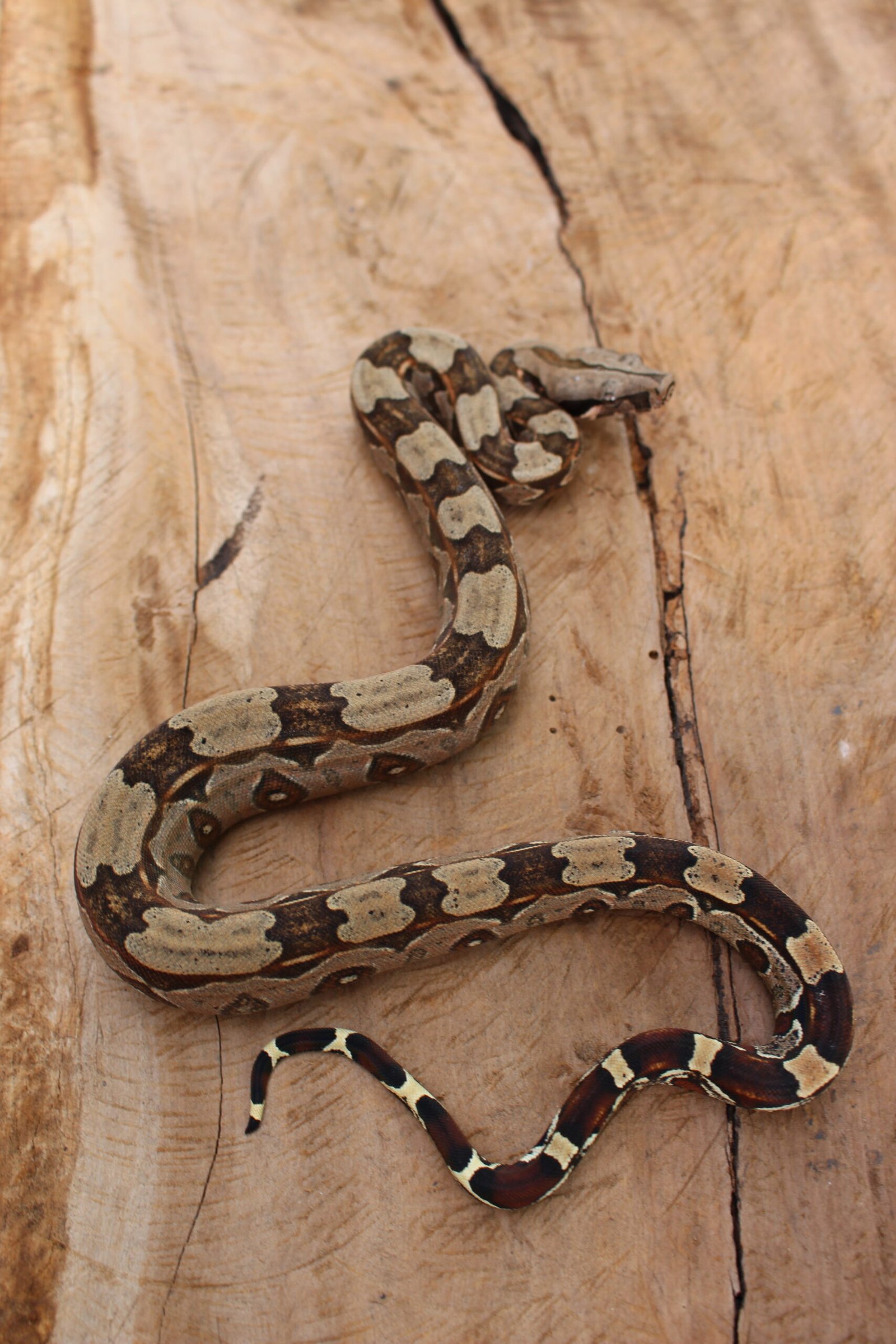 Jibóia (Boa constrictor constrictor) - Fêmea - Id 900255120064451 - Imagem 4