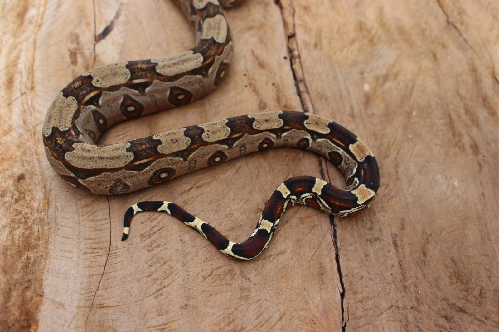 Jibóia (Boa constrictor constrictor) - Fêmea - Id 900255120064451 - Imagem 5