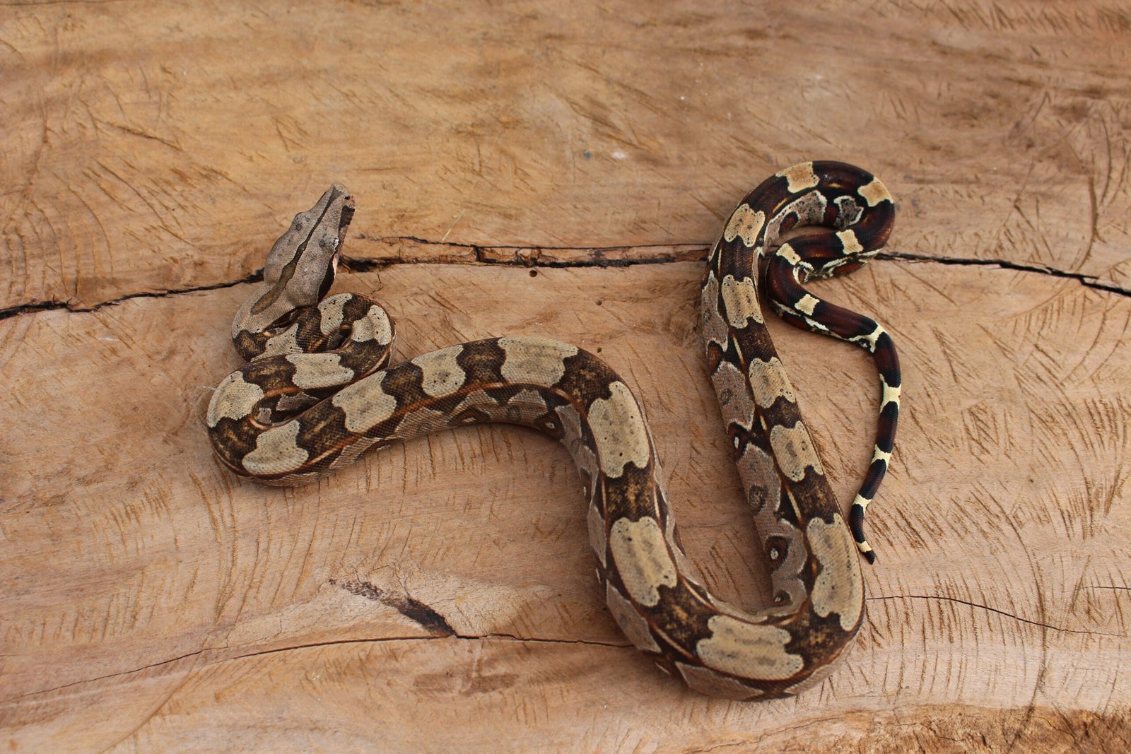 Jibóia (Boa constrictor constrictor) - Fêmea - Id 900255120064451 - Imagem 2