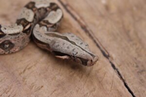Jibóia (Boa constrictor constrictor) - Macho - Id 900255120064454