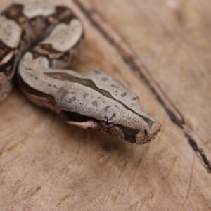 Jibóia (Boa constrictor constrictor) - Macho - Id 900255120064454