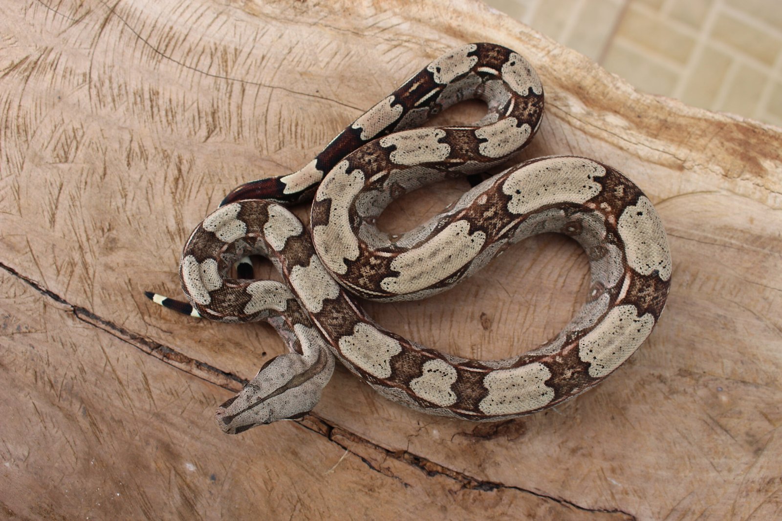 Jibóia (Boa constrictor constrictor) - Fêmea - Id 900255120064455 - Imagem 3