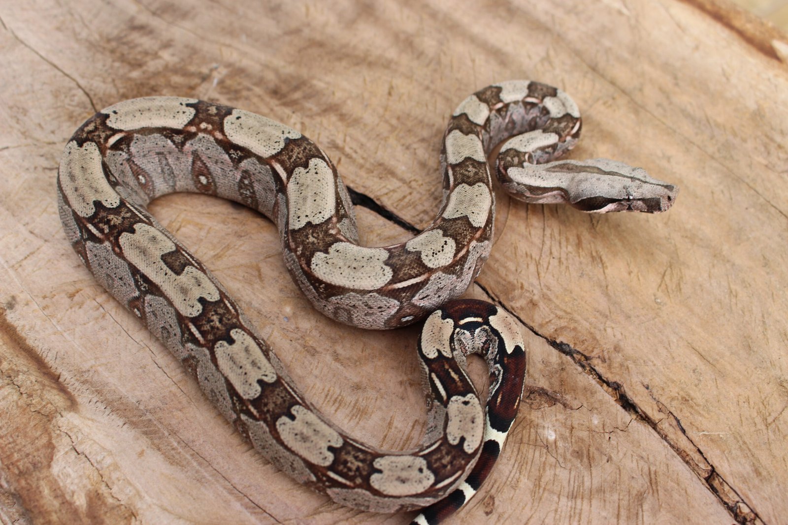 Jibóia (Boa constrictor constrictor) - Fêmea - Id 900255120064455 - Imagem 4
