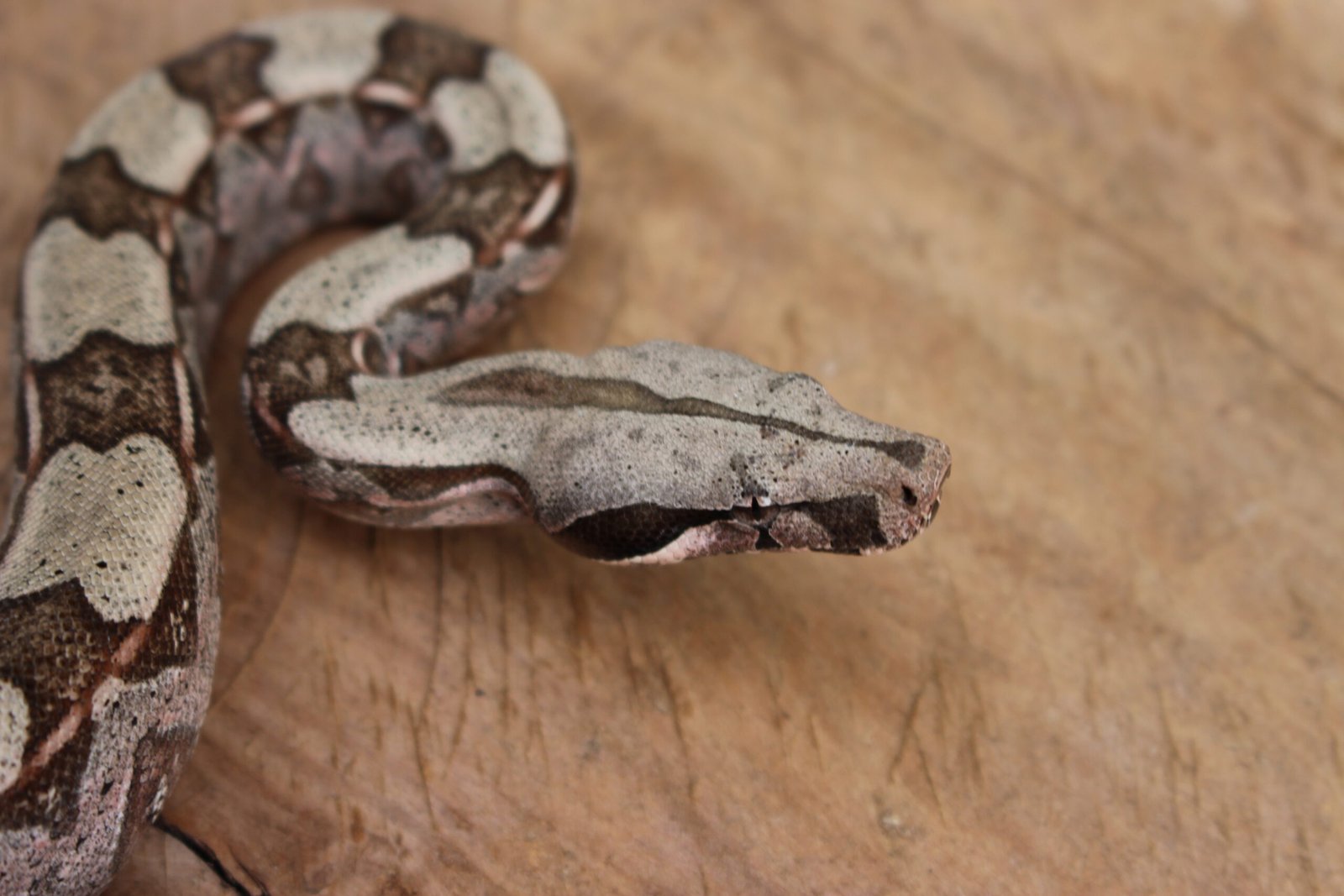 Jibóia (Boa constrictor constrictor) - Fêmea - Id 900255120064455 - Imagem 5