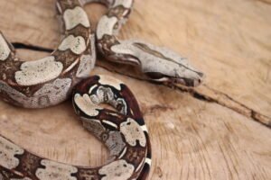 Jibóia (Boa constrictor constrictor) - Fêmea - Id 900255120064455