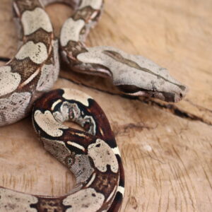 VENDIDO - Jibóia (Boa constrictor constrictor) - Fêmea - Id 900255120064455