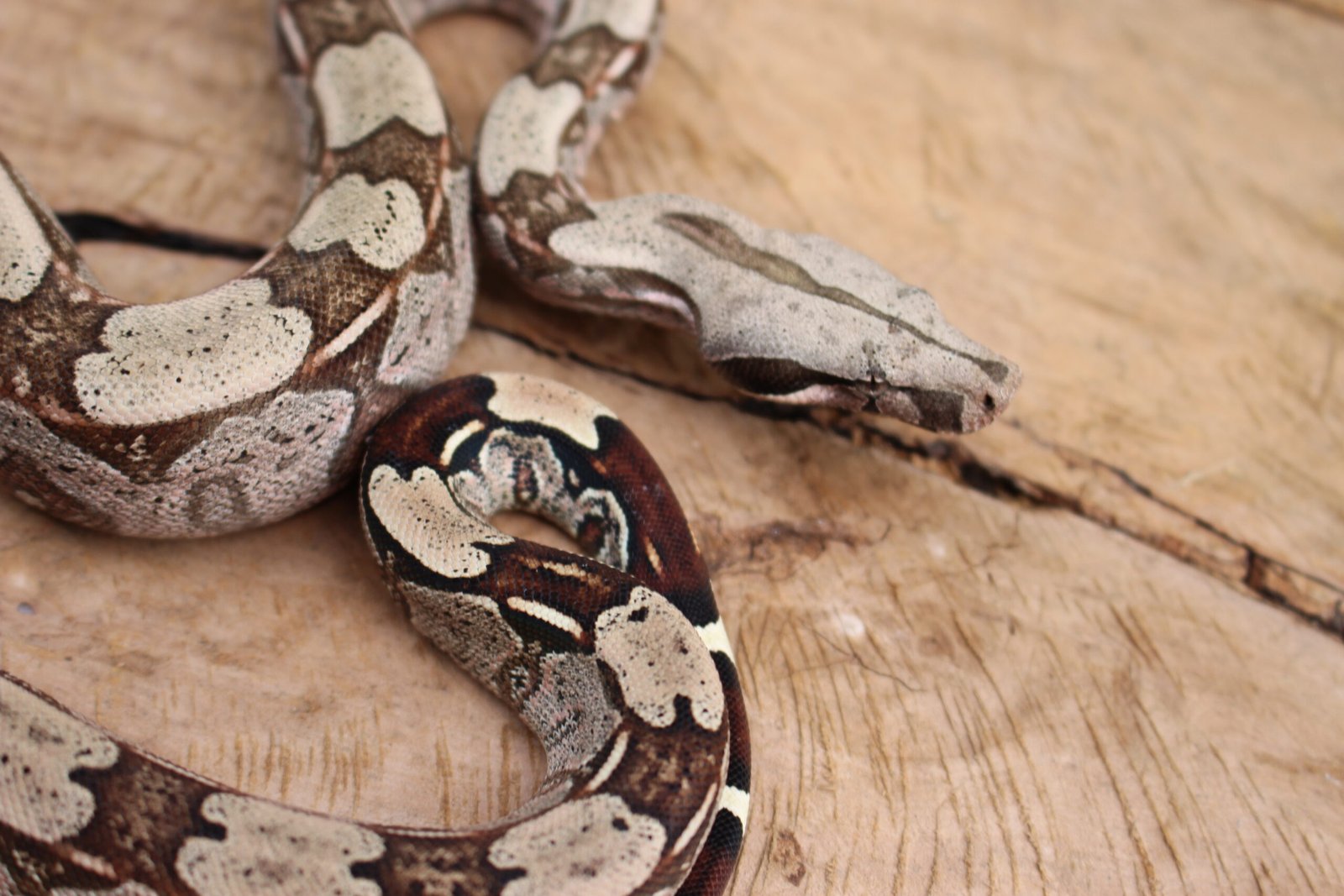 Jibóia (Boa constrictor constrictor) - Fêmea - Id 900255120064455