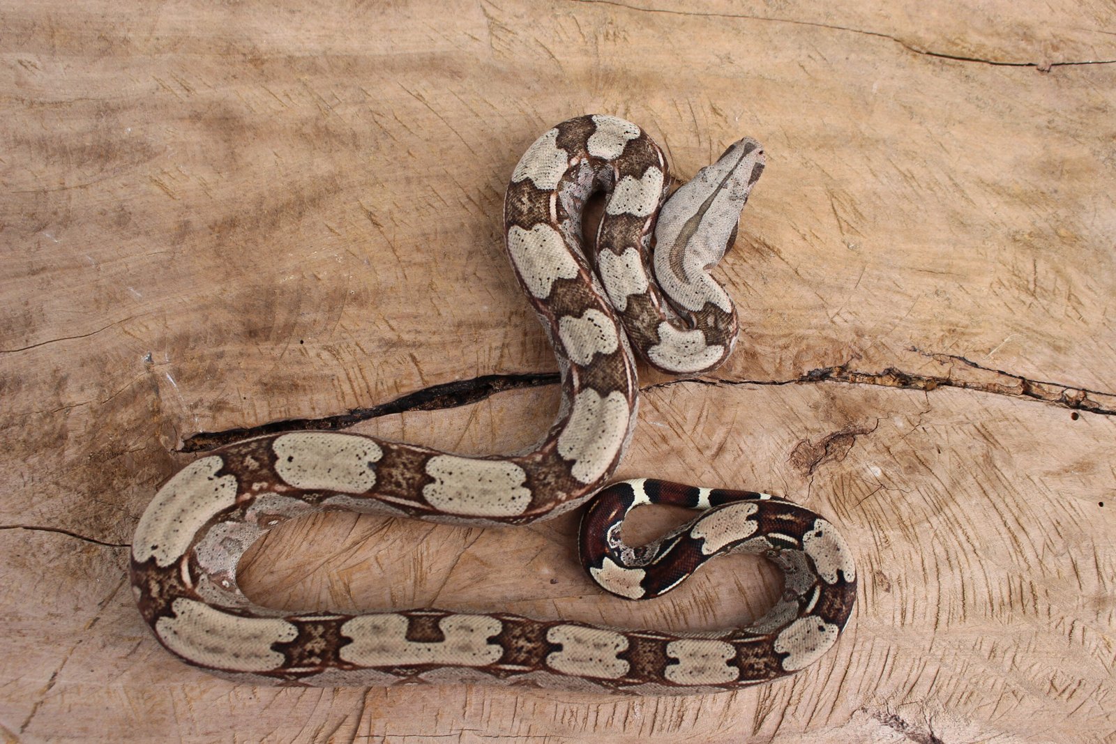 Jibóia (Boa constrictor constrictor) - Fêmea - Id 900255120064455 - Imagem 2