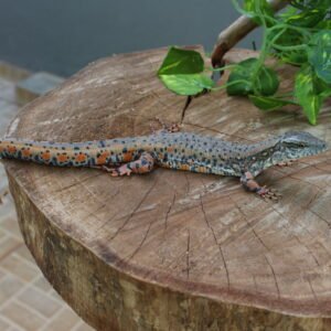 Jacarerana (Crocodilurus amazonicus) – Sexo indeterminado – Id 900255120059828