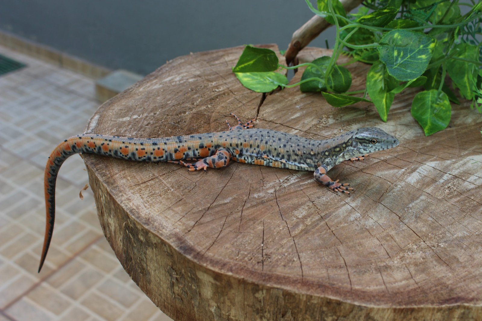 Jacarerana (Crocodilurus amazonicus) – Sexo indeterminado – Id 900255120059828