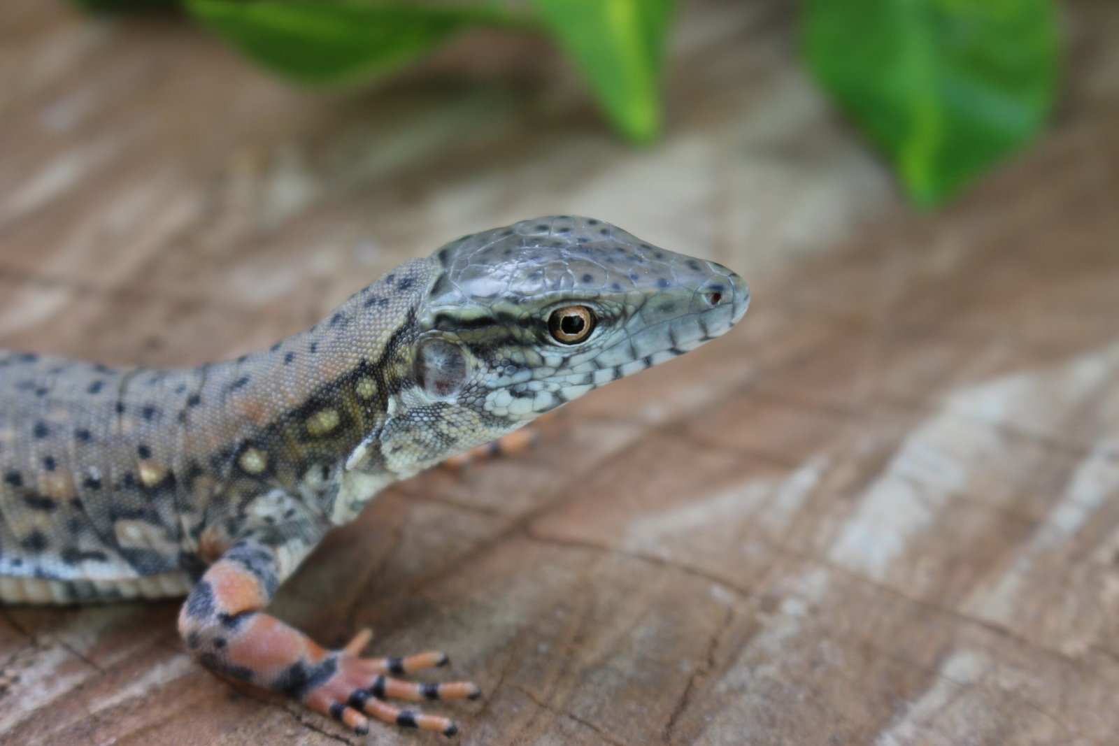 Jacarerana (Crocodilurus amazonicus) – Sexo indeterminado – Id 900255120059828 - Imagem 4