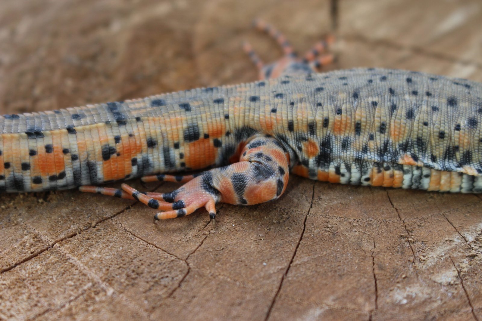 Jacarerana (Crocodilurus amazonicus) – Sexo indeterminado – Id 900255120059828 - Imagem 5