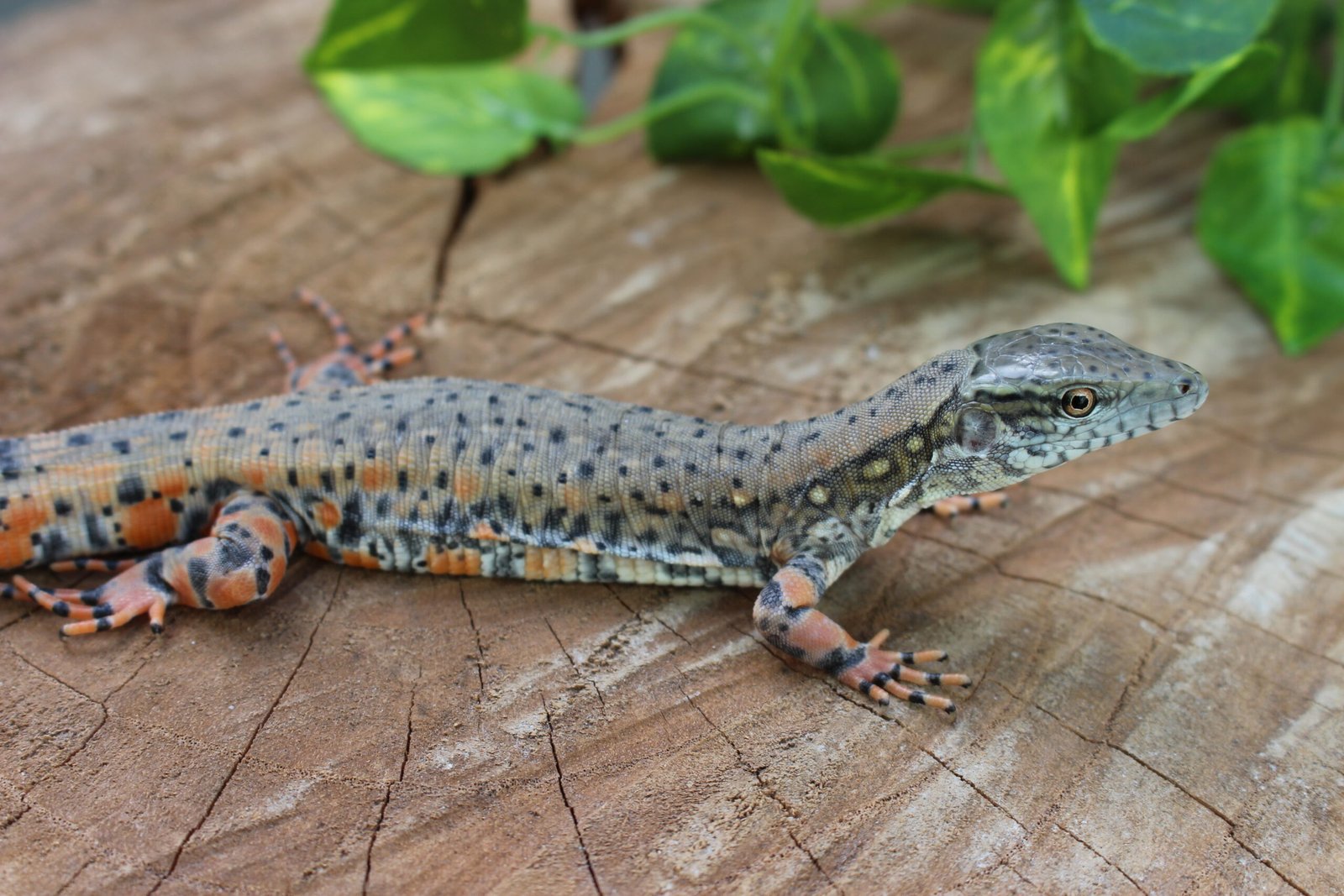 Jacarerana (Crocodilurus amazonicus) – Sexo indeterminado – Id 900255120059828 - Imagem 2