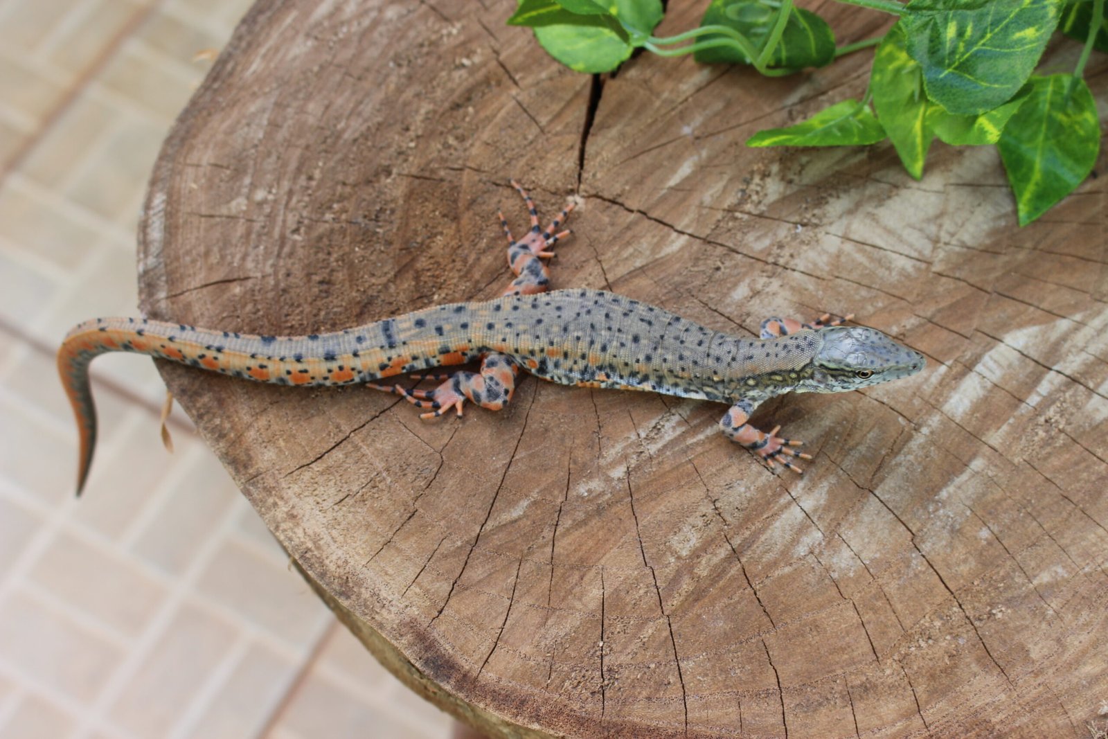 Jacarerana (Crocodilurus amazonicus) – Sexo indeterminado – Id 900255120059828 - Imagem 3