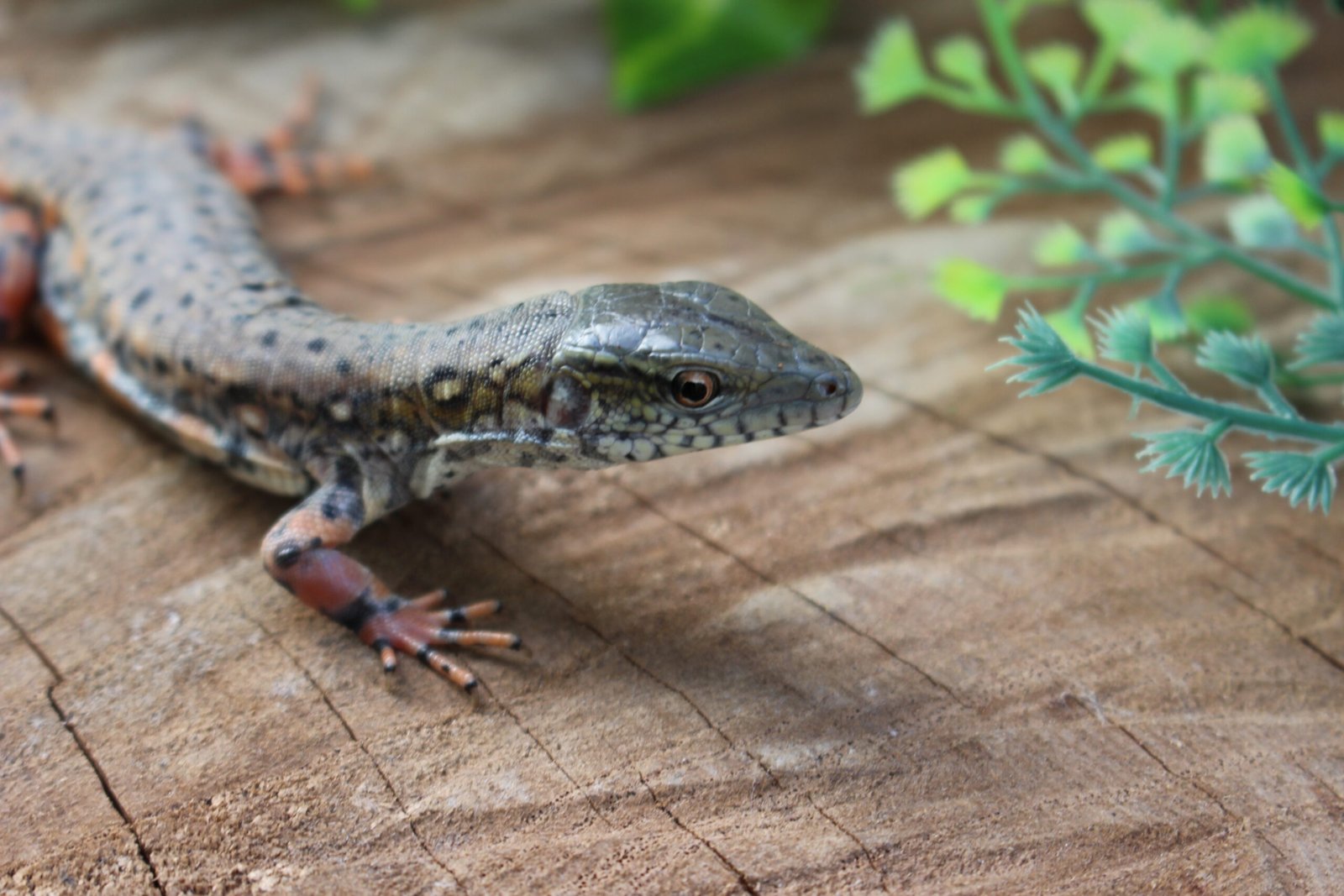 Jacarerana (Crocodilurus amazonicus) – Sexo indeterminado – Id 900255120059829 - Imagem 3