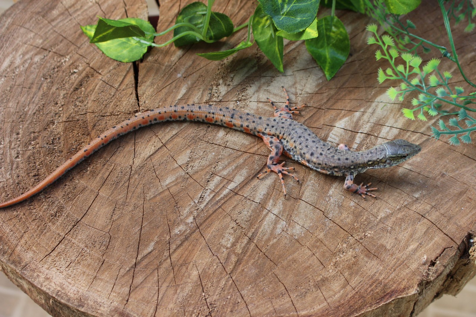 Jacarerana (Crocodilurus amazonicus) – Sexo indeterminado – Id 900255120059829 - Imagem 4