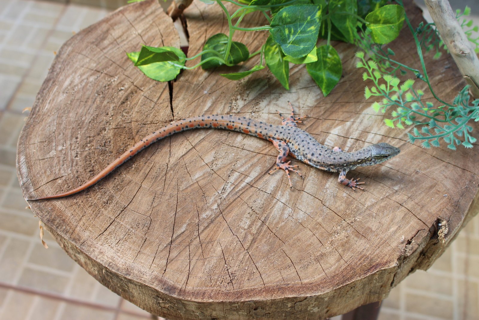 Jacarerana (Crocodilurus amazonicus) – Sexo indeterminado – Id 900255120059829 - Imagem 5