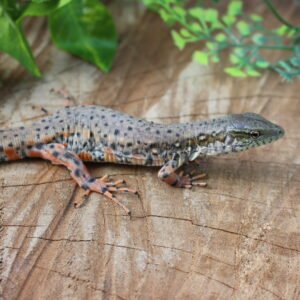 Jacarerana (Crocodilurus amazonicus) – Sexo indeterminado – Id 900255120059829