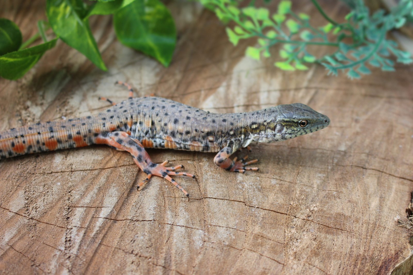 Jacarerana (Crocodilurus amazonicus) – Sexo indeterminado – Id 900255120059829