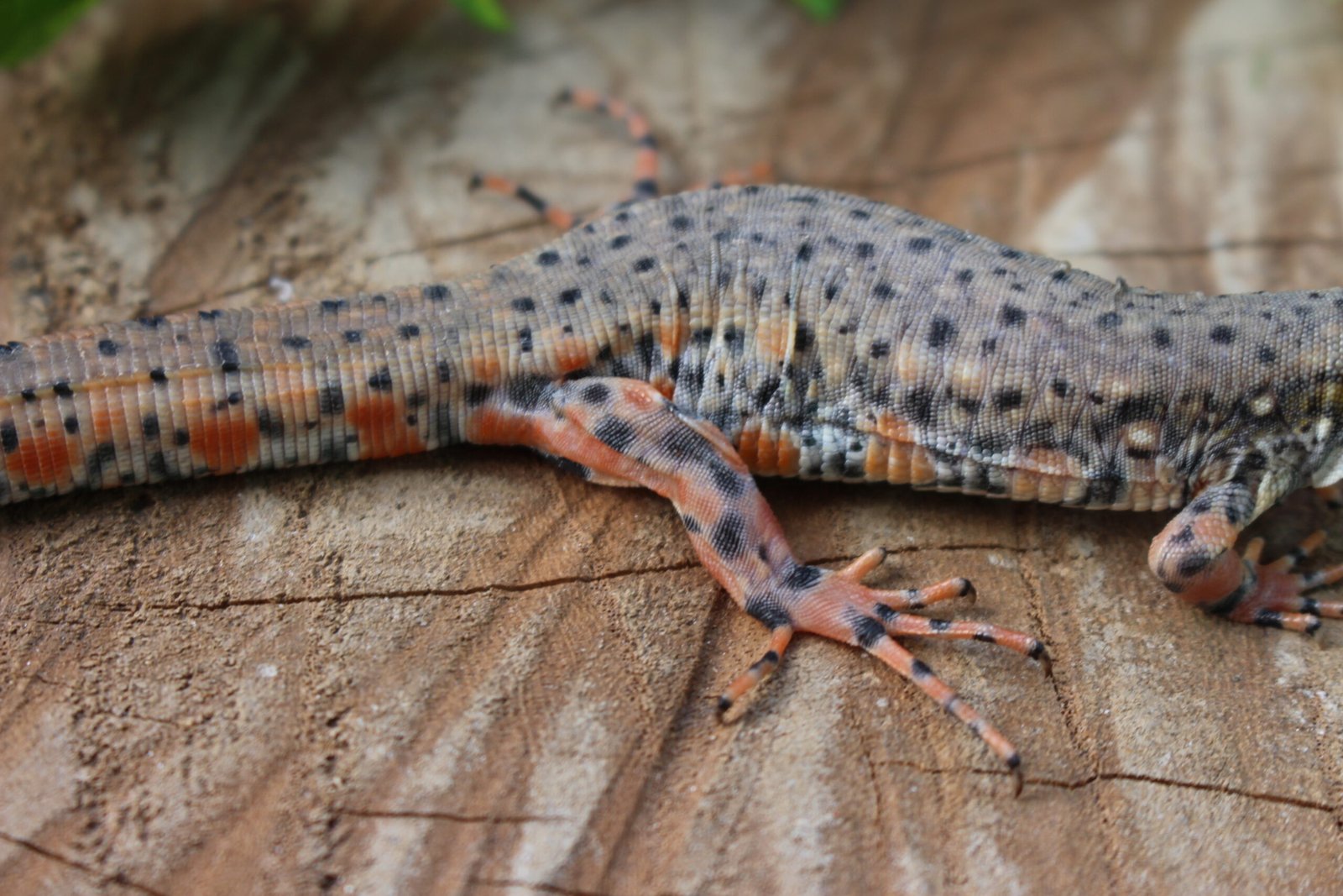 Jacarerana (Crocodilurus amazonicus) – Sexo indeterminado – Id 900255120059829 - Imagem 6