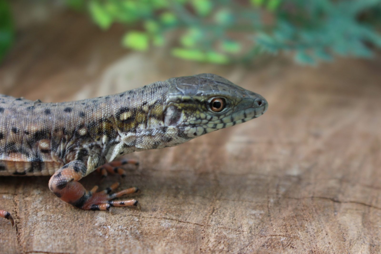 Jacarerana (Crocodilurus amazonicus) – Sexo indeterminado – Id 900255120059829 - Imagem 7