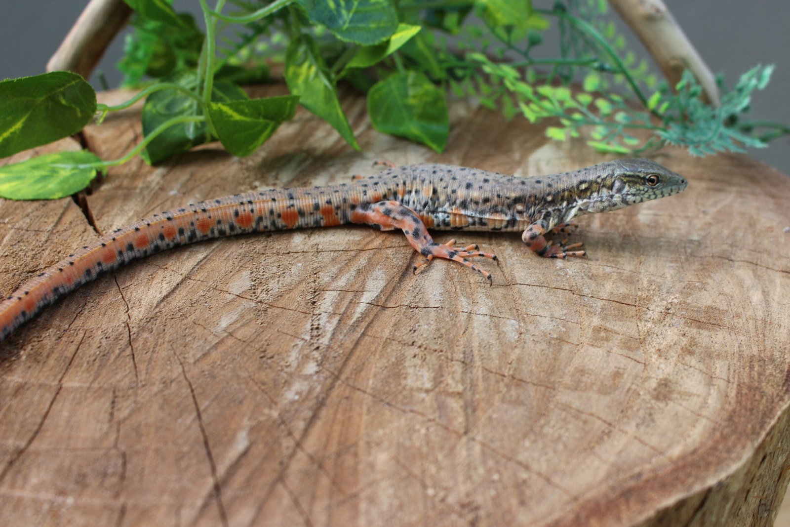 Jacarerana (Crocodilurus amazonicus) – Sexo indeterminado – Id 900255120059829 - Imagem 2