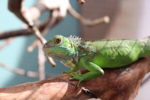 Iguana (Iguana iguana) Padrão El Salvador (Laranja)