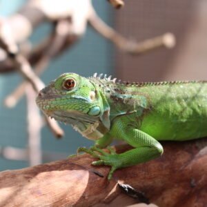 Iguana (Iguana iguana) Padrão El Salvador (Laranja)