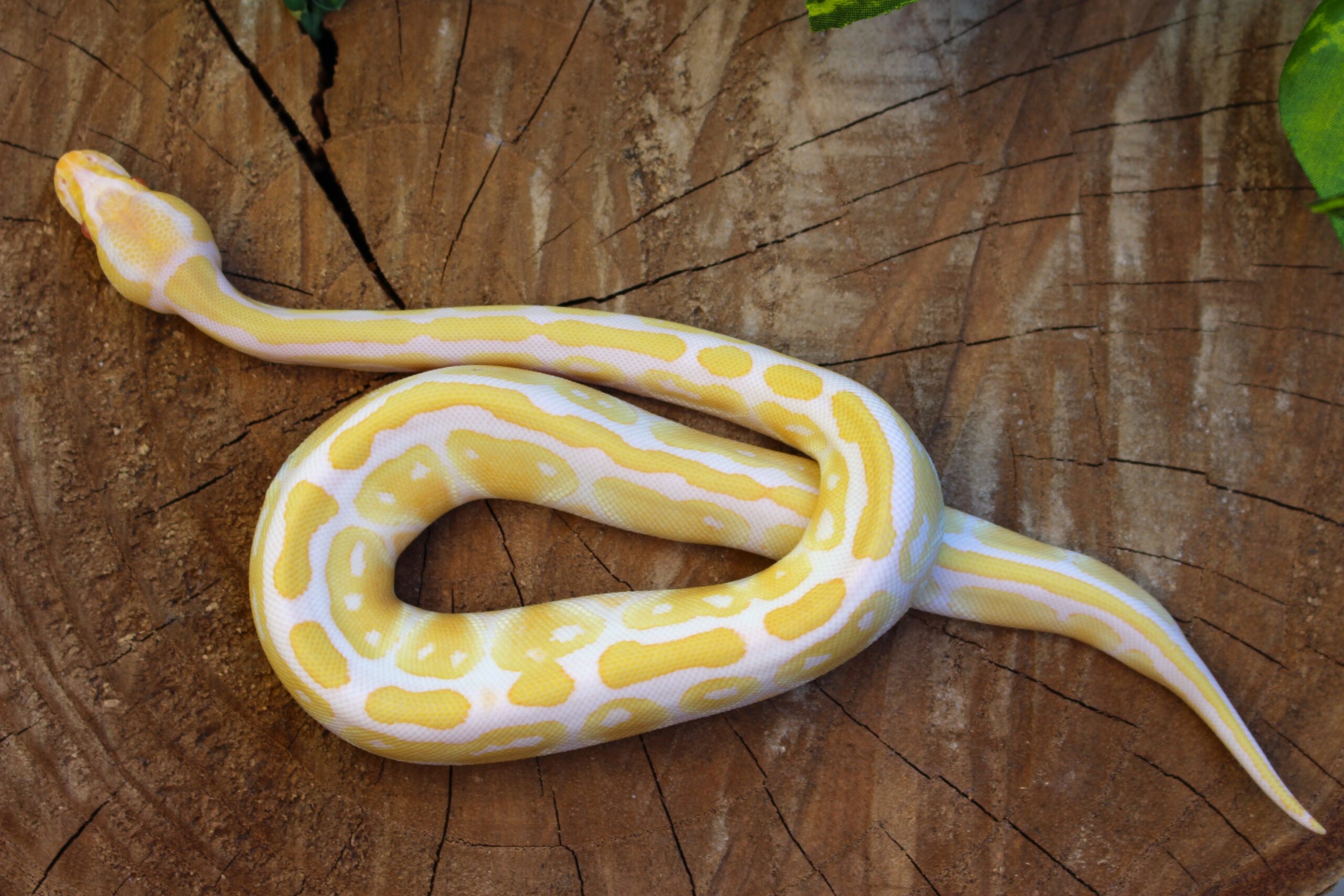 Ball Python (Python regius) - Fêmea - Id 900255120064396 Padrão Albino - Imagem 2
