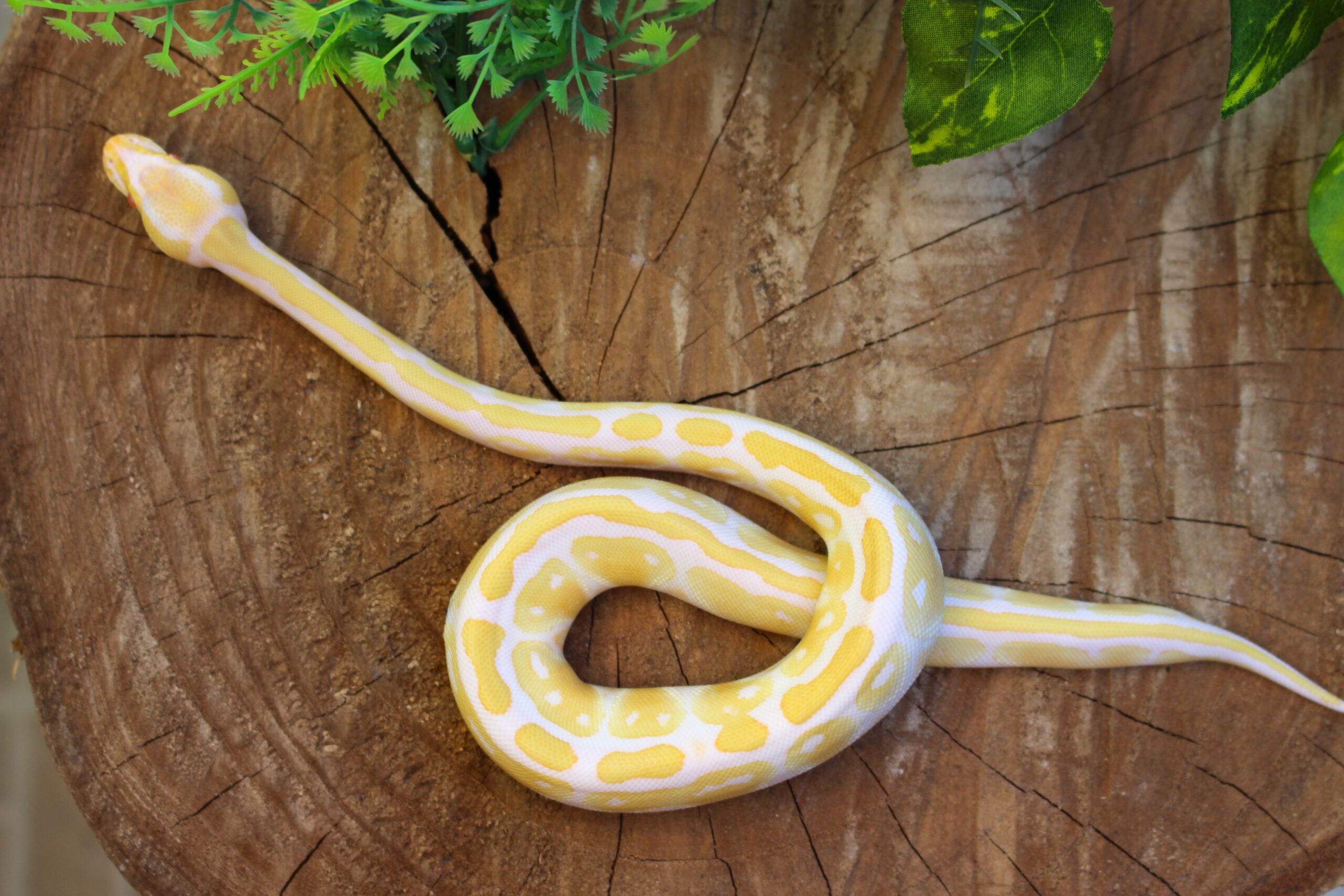 Ball Python (Python regius) - Fêmea - Id 900255120064396 Padrão Albino - Imagem 3