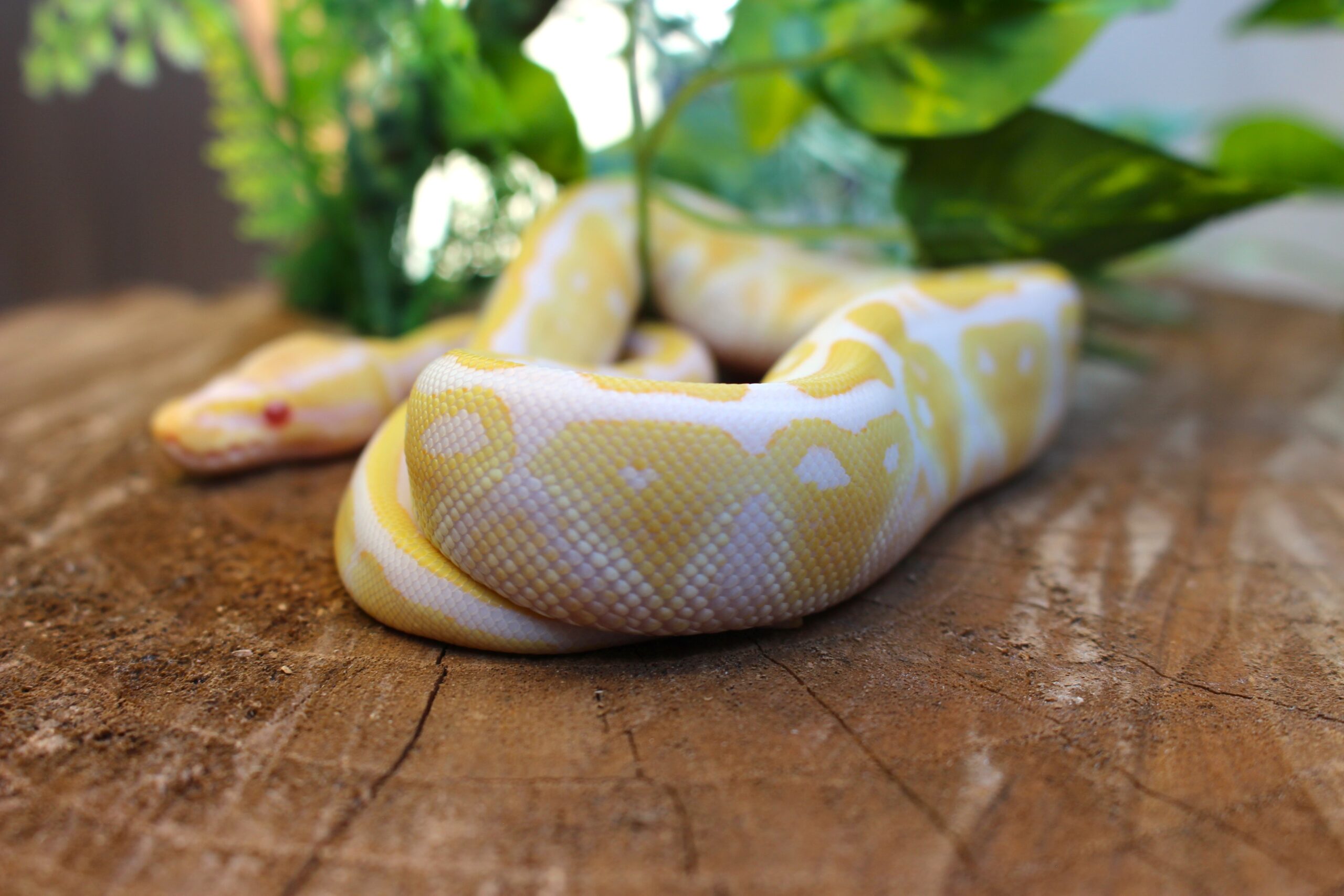 Ball Python (Python regius) - Fêmea - Id 900255120064396 Padrão Albino - Imagem 4