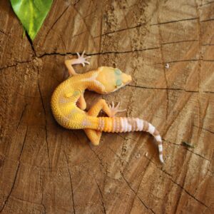 Leopard gecko (Eublepharis macularius) - Macho - Id 900255120064352