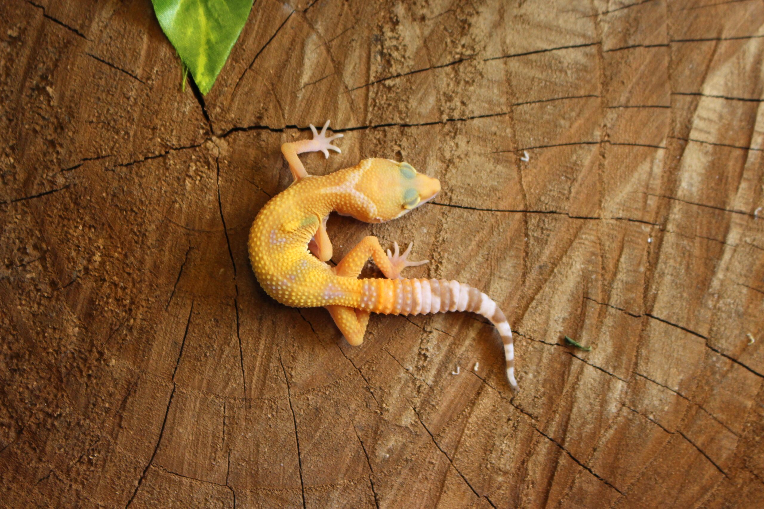 Leopard gecko (Eublepharis macularius) - Macho - Id 900255120064352