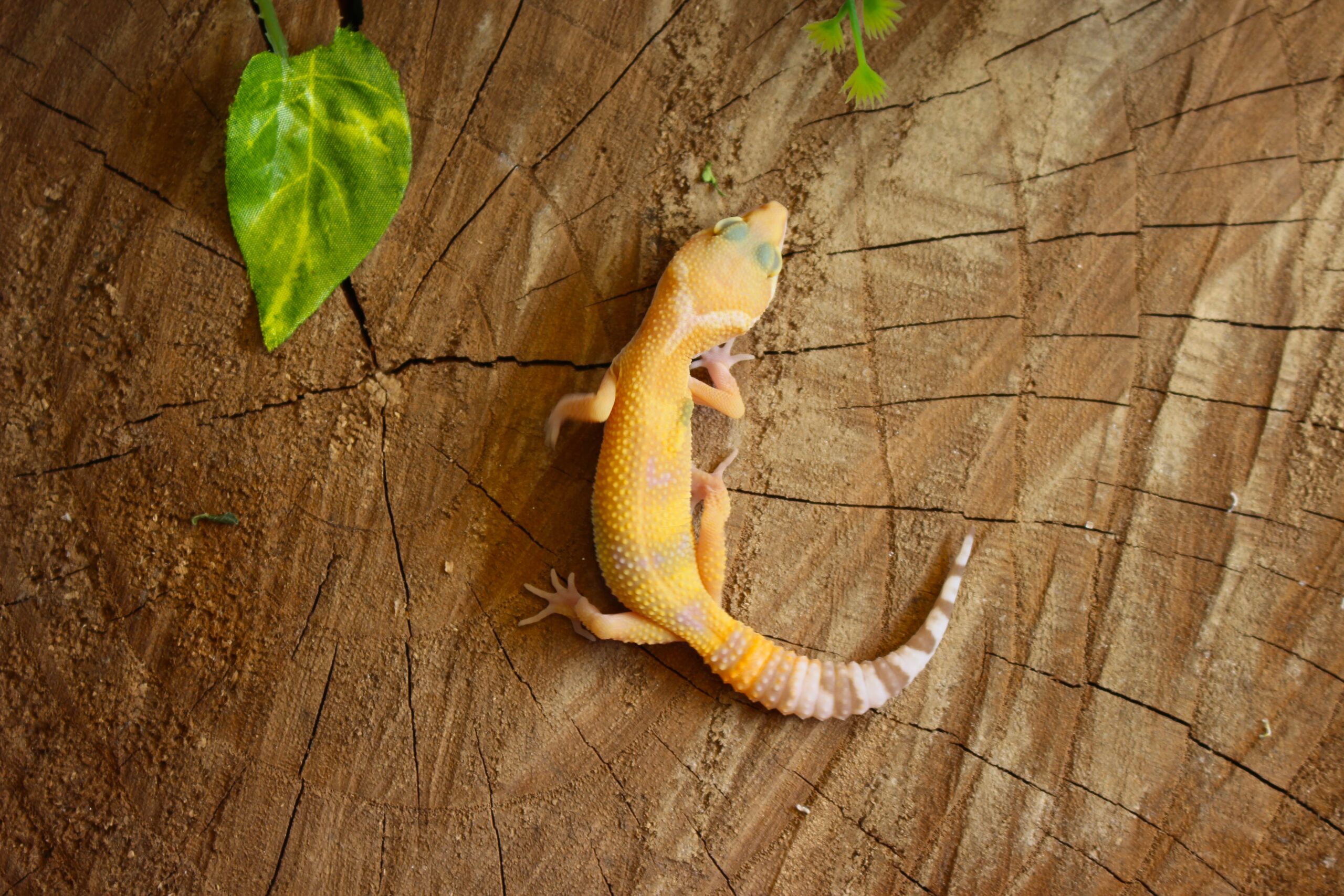 Leopard gecko (Eublepharis macularius) - Macho - Id 900255120064352 - Imagem 3