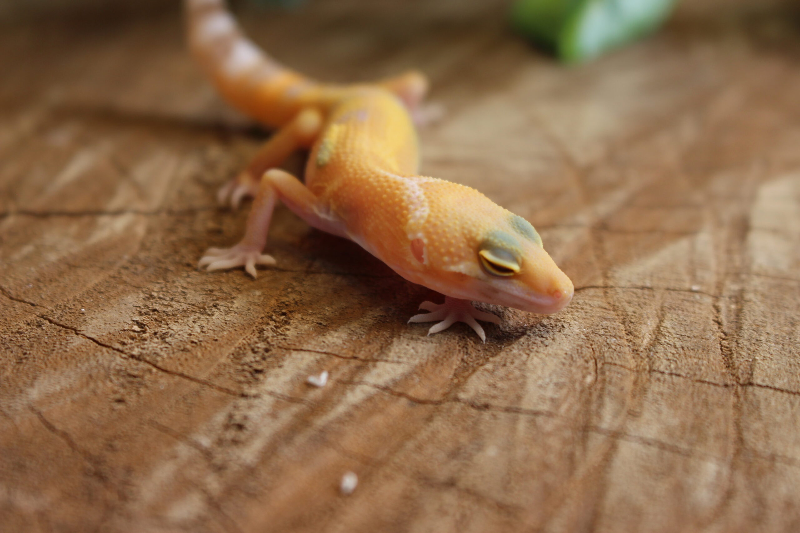 Leopard gecko (Eublepharis macularius) - Macho - Id 900255120064352 - Imagem 4