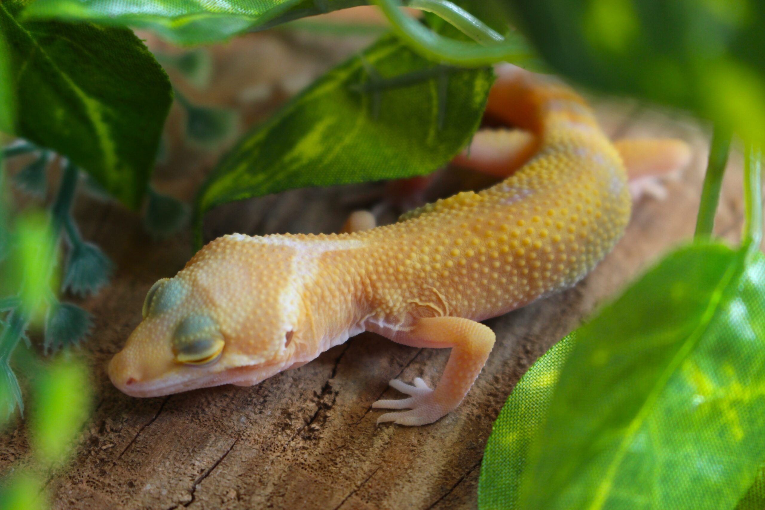 Leopard gecko (Eublepharis macularius) - Macho - Id 900255120064352 - Imagem 2