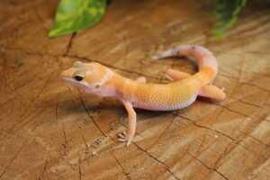 Leopard gecko (Eublepharis macularius) - Macho - Id 900255120064354