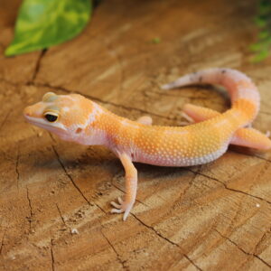 Leopard gecko (Eublepharis macularius) - Macho - Id 900255120064354