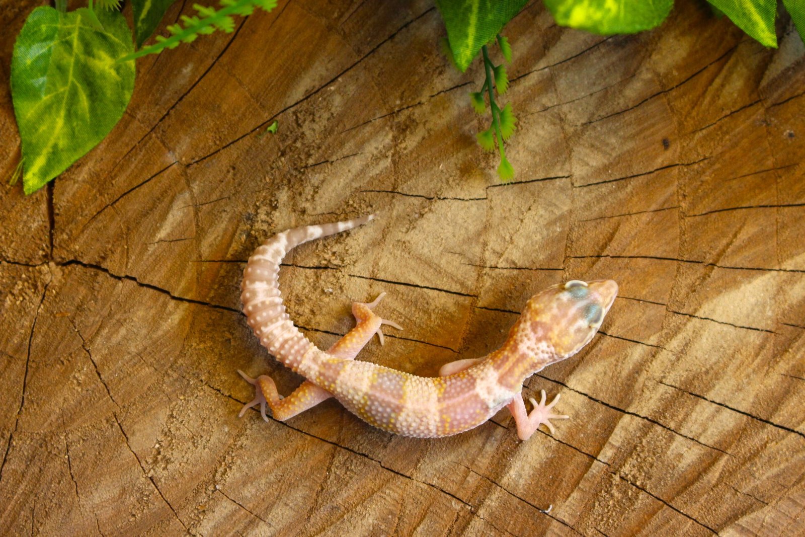 Leopard gecko (Eublepharis macularius) - Macho - Id 900255120064355 - Imagem 2