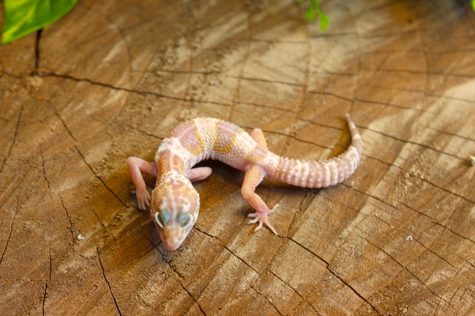 Leopard gecko (Eublepharis macularius) - Macho - Id 900255120064355 - Imagem 3
