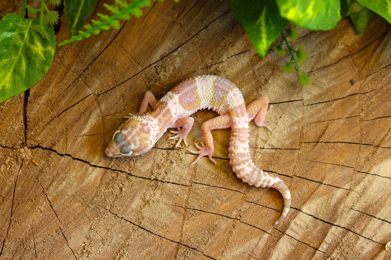 Leopard gecko (Eublepharis macularius) - Macho - Id 900255120064355 - Imagem 4