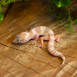 Leopard gecko (Eublepharis macularius) - Macho - Id 900255120064355