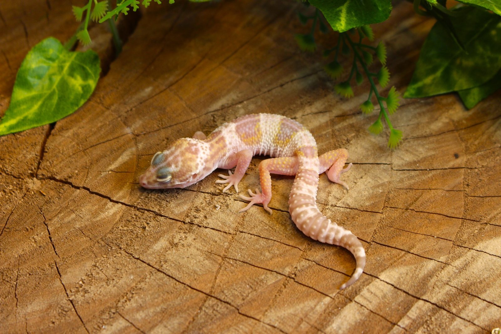 Leopard gecko (Eublepharis macularius) - Macho - Id 900255120064355