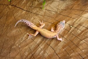 Leopard gecko (Eublepharis macularius) - Fêmea - Id 900255120064359