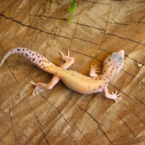 Leopard gecko (Eublepharis macularius) - Fêmea - Id 900255120064359