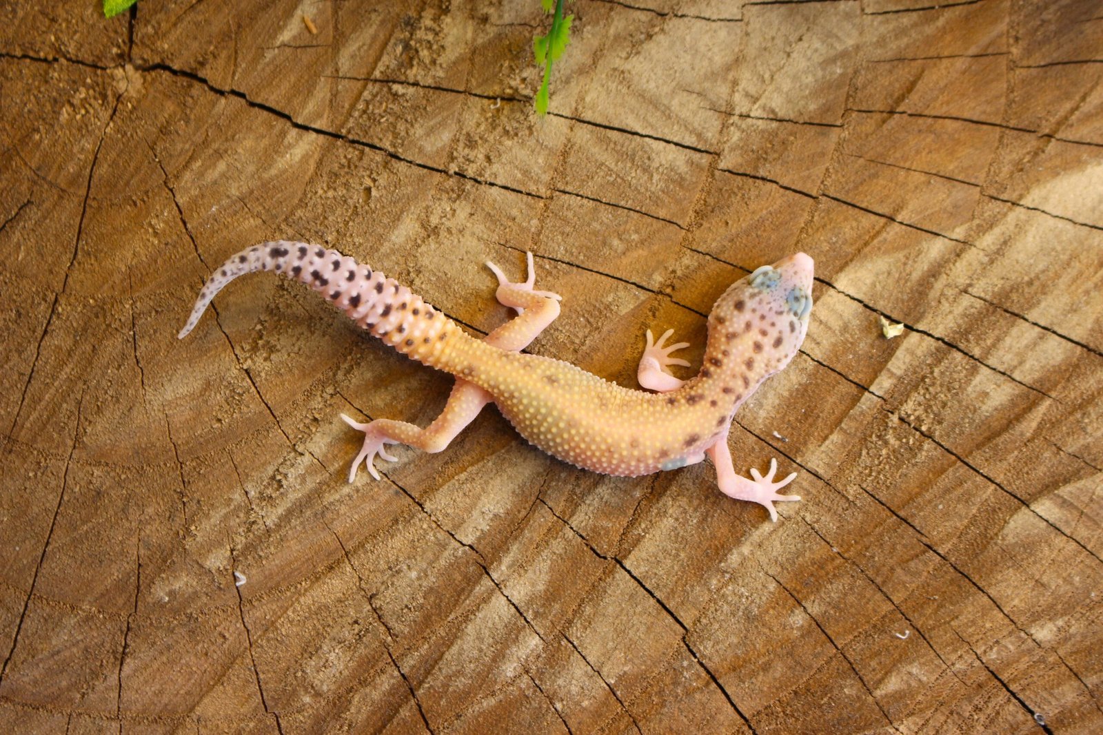 Leopard gecko (Eublepharis macularius) - Fêmea - Id 900255120064359