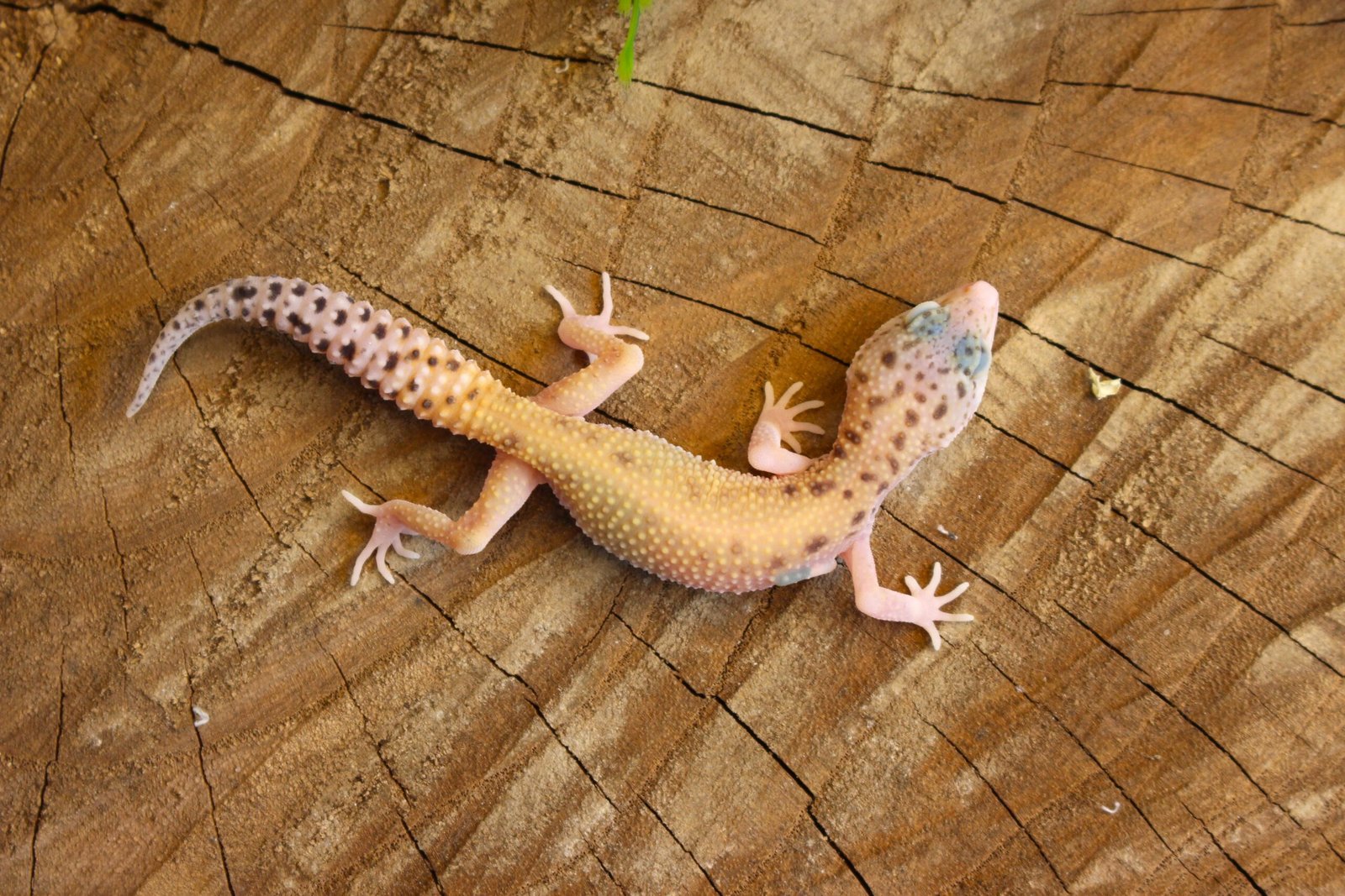 Leopard gecko (Eublepharis macularius) - Fêmea - Id 900255120064359 - Imagem 3
