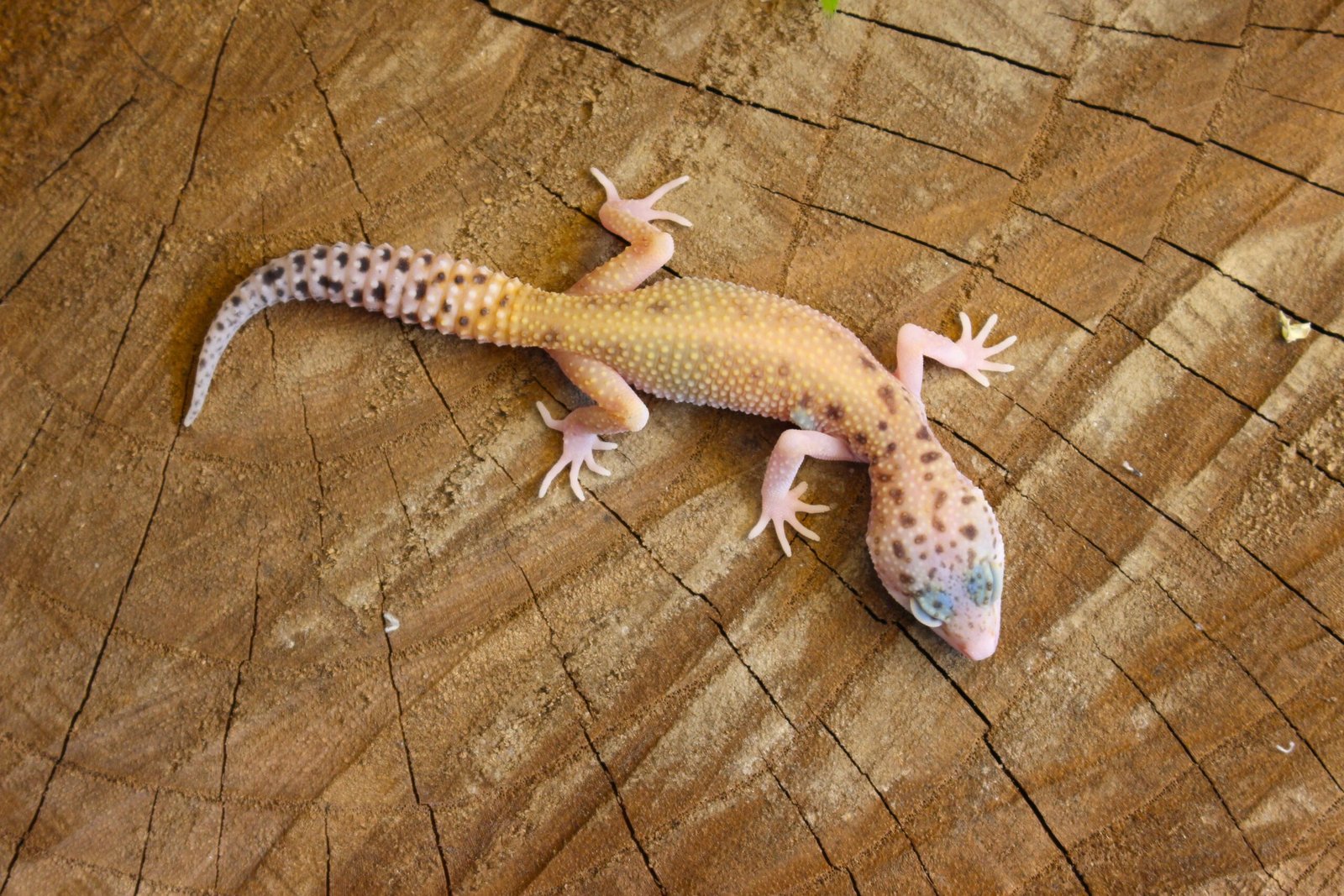 Leopard gecko (Eublepharis macularius) - Fêmea - Id 900255120064359 - Imagem 4