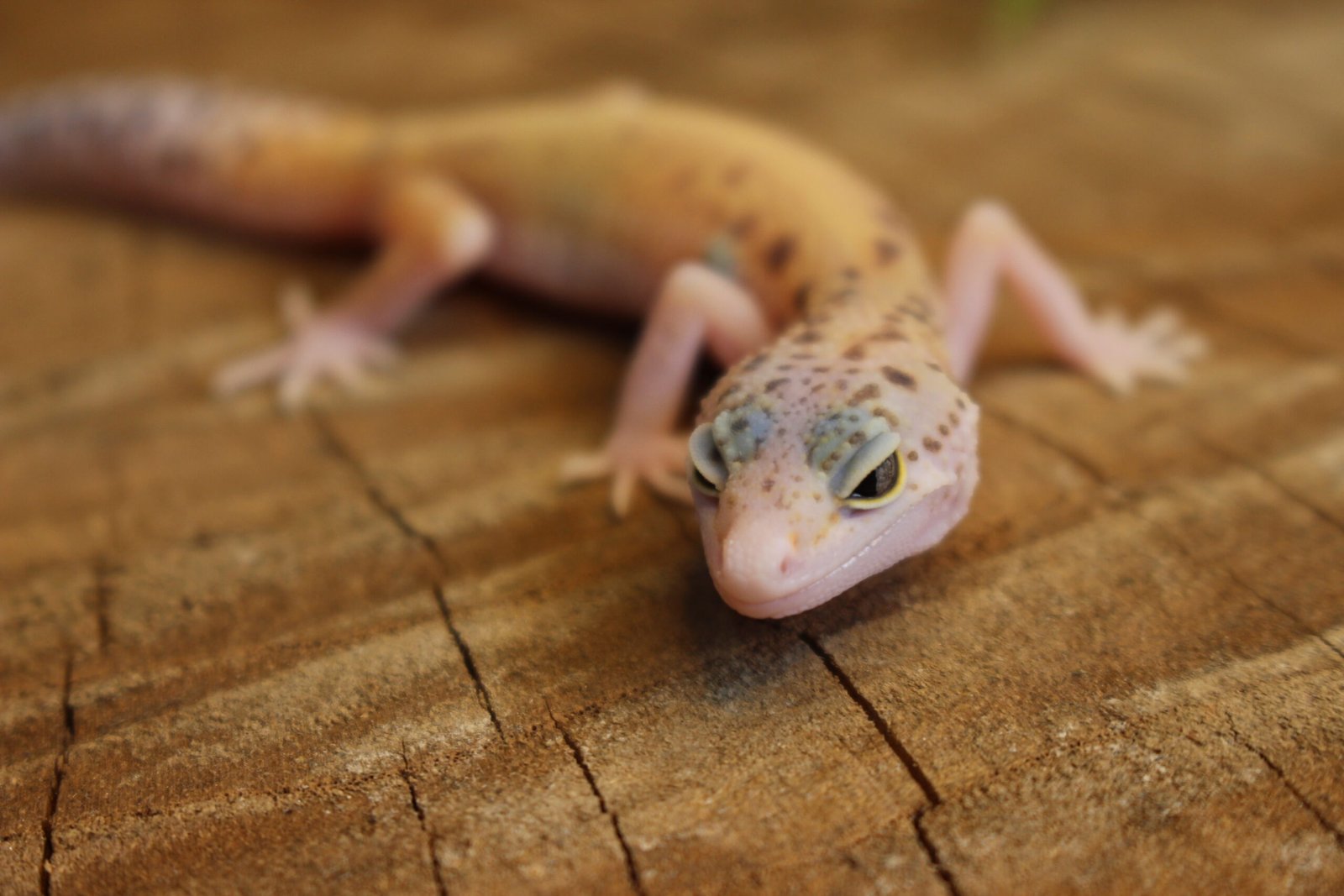 Leopard gecko (Eublepharis macularius) - Fêmea - Id 900255120064359 - Imagem 2